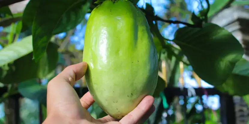 Giant Granadilla fruit on the vine