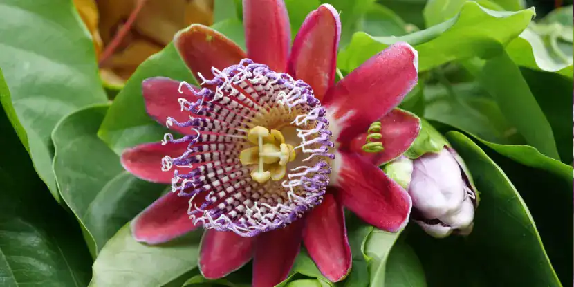 Giant Granadilla blossom