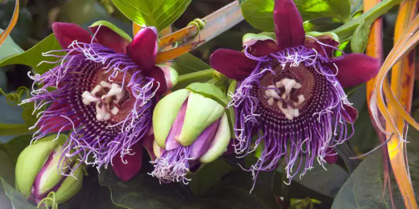 Passion fruit flower