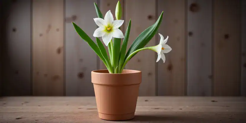 Potted Easter lily