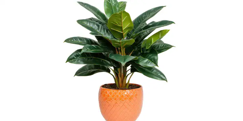 Potted rubber plant