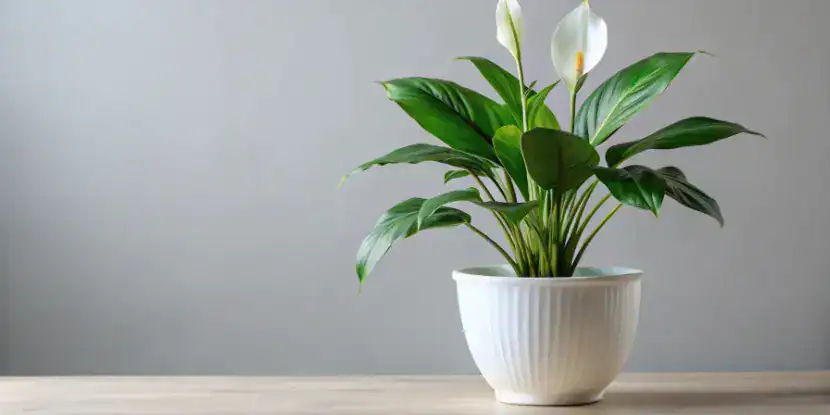 Potted peace lily