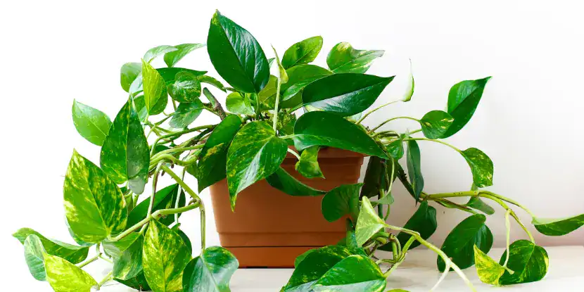 Potted pothos plant