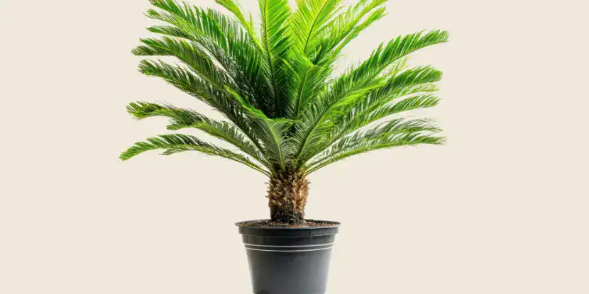 Potted sago palm