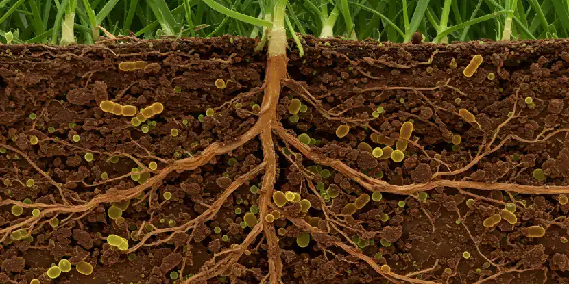 Microbial activity beneath the soil