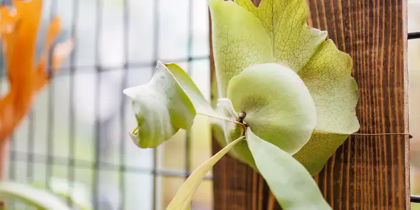 An indoor staghorn fern mounted on a board