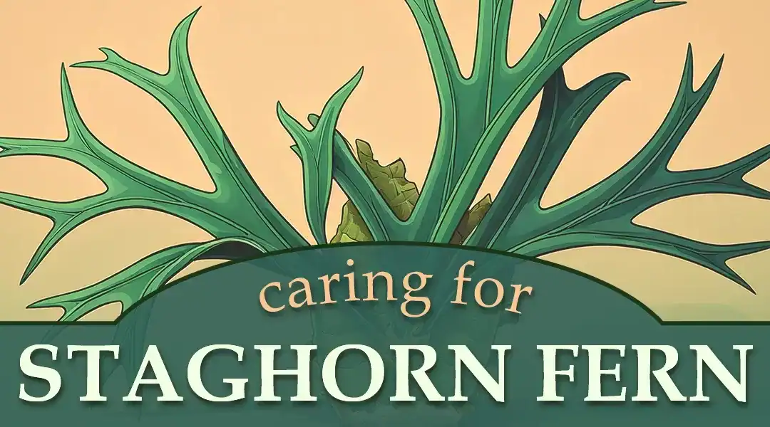 How to Care for a Staghorn Fern Indoors