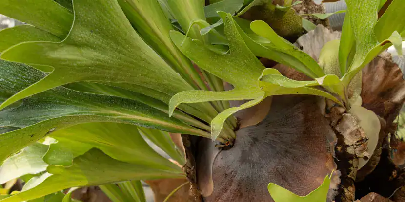 Staghorn fern foliage and fronds