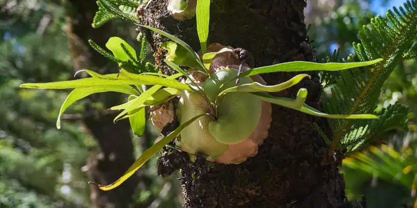 A staghorn fern in its native rainforest environment