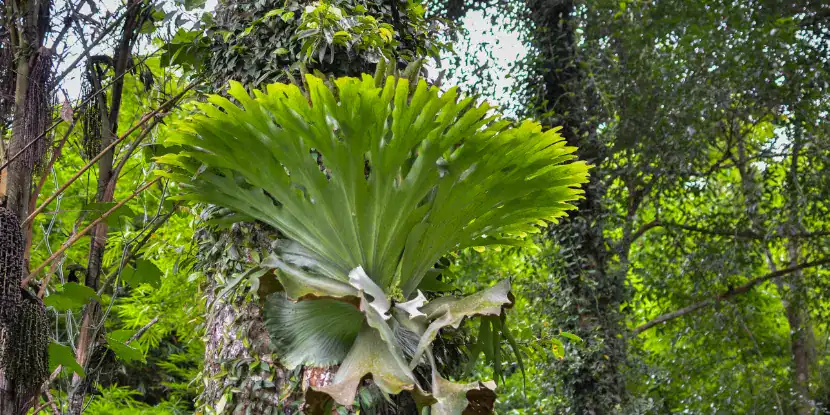 An old staghorn fern in the forest