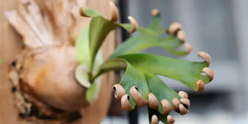 Platycerium Foong Siqi plant