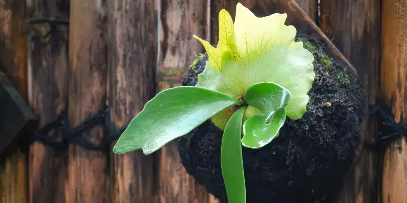 A young staghorn fern attached to a wall