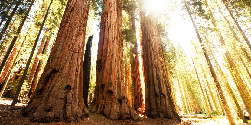 California redwoods
