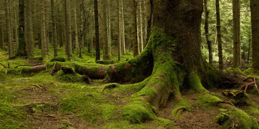 A large tree in the forest