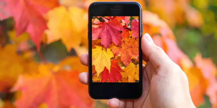 A mobile phone with an image of autumn leaves