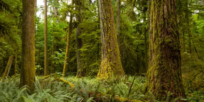 Douglas firs in the forest