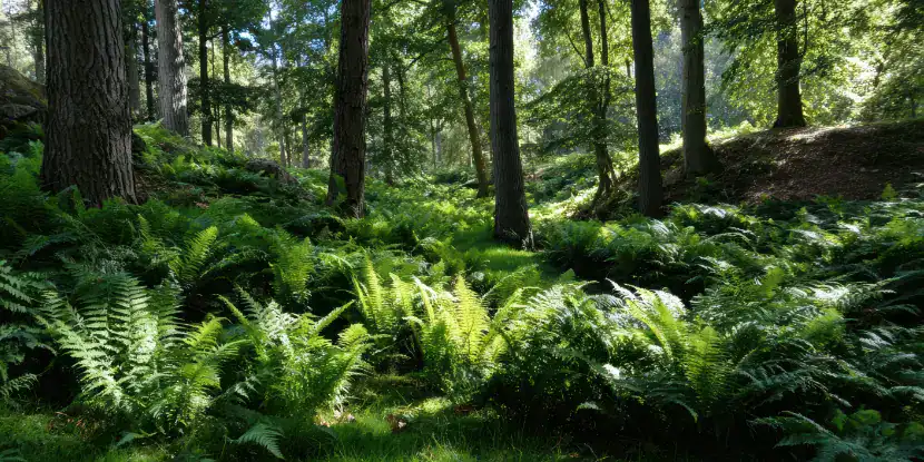 A lush, healthy forest