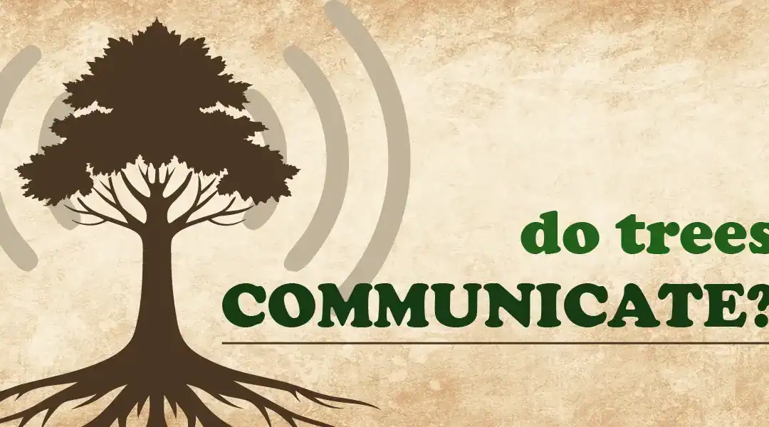 Do Trees Talk to Each Other? The Secret Life of Woody Plants