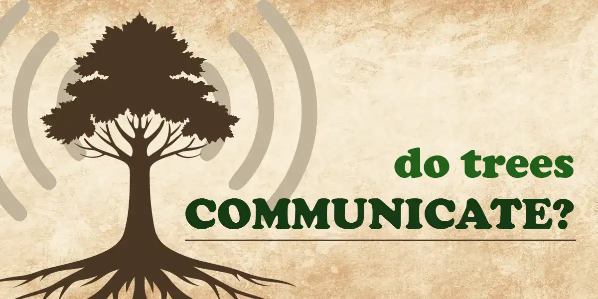 Do Trees Communicate?
