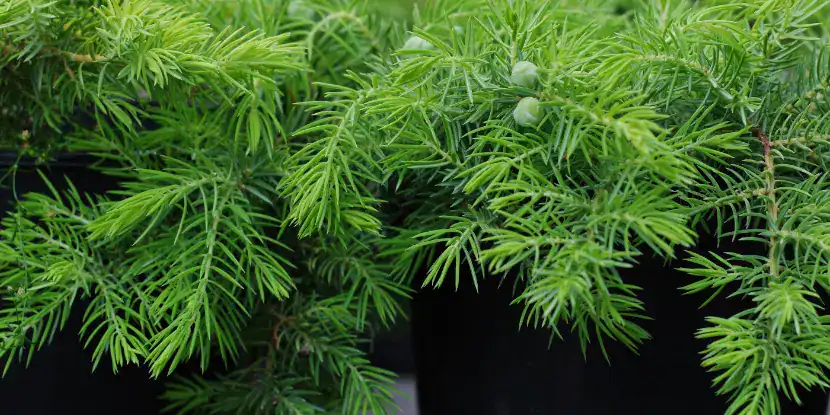Juniperus conferta foliage