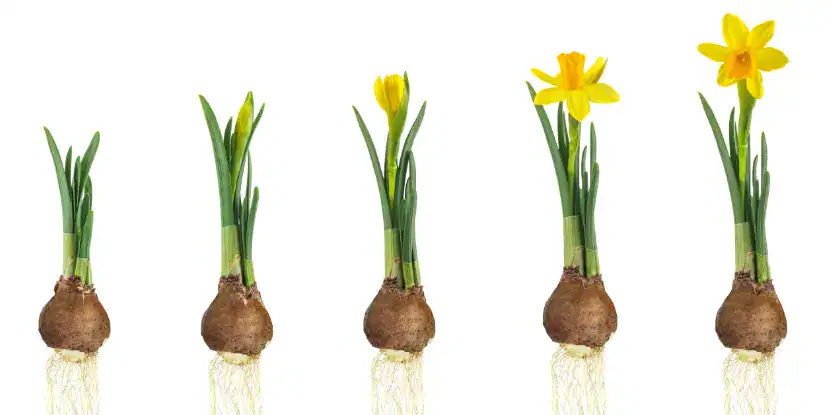 Daffodils in various stages of growth