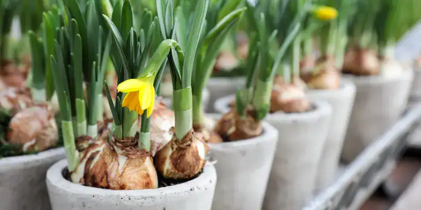 Daffodils in pots