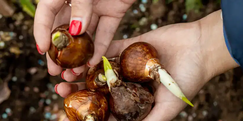 A gardener plants daffodil bulbs outdoors