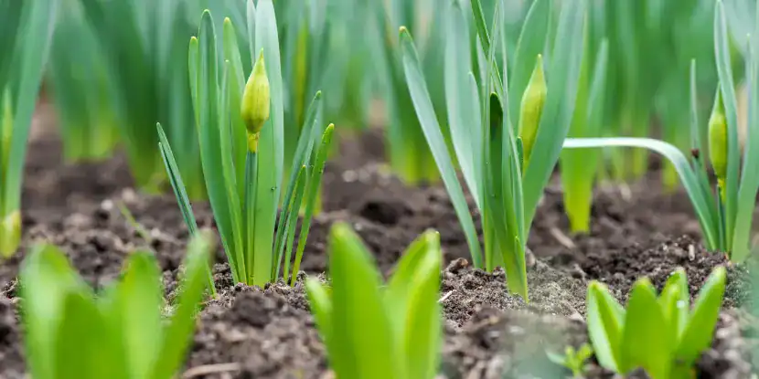 Sprouting daffodil plants in the garden