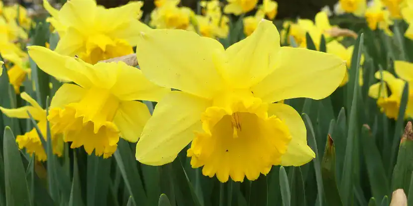 Narcissus ‘Carlton’ flowers