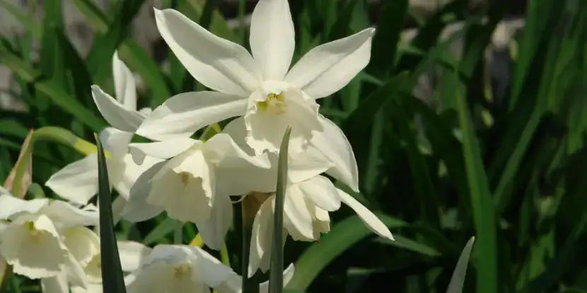Narcissus ‘Thalia’ flower