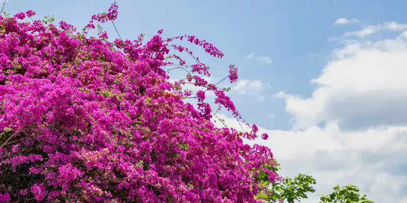 A bougainvillea plant in full bloom