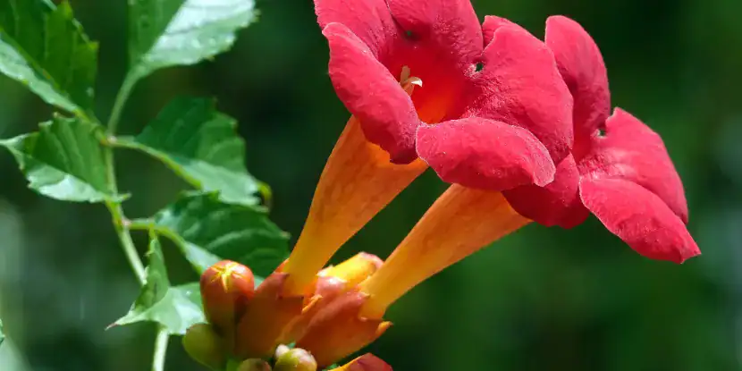 Closeup of trumpet vine blooms