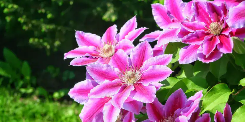 Pink clematis flowers