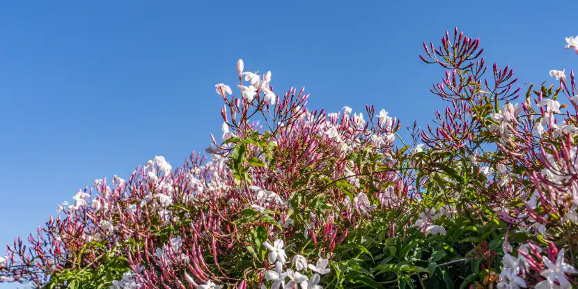 A jasmine plant covered with flowers
