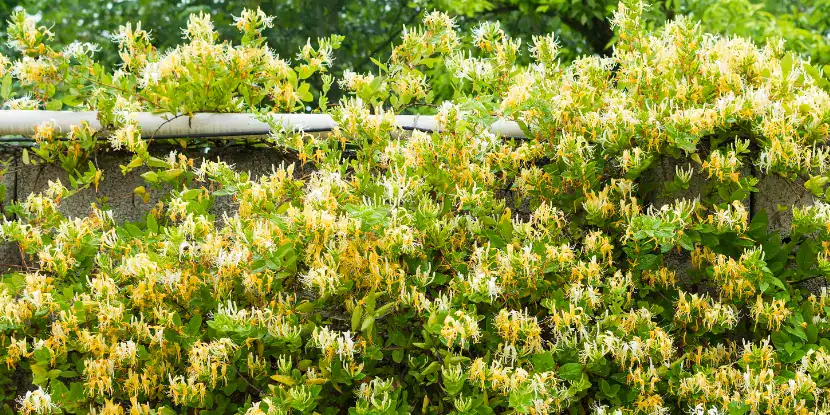 A honeysuckle plant in bloom