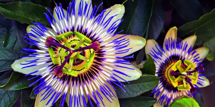 The unusual flowers of a passion vine