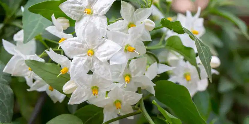 Potato vine flowers