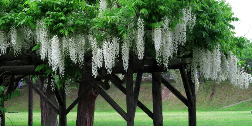 Wisteria blossoms cascading from a wooden structure