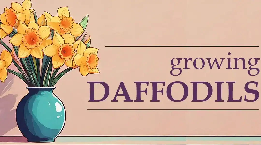 How to Grow Daffodils (Narcissus) in Pots or Plots