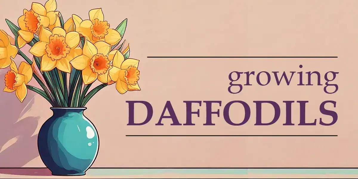 Growing Daffodils