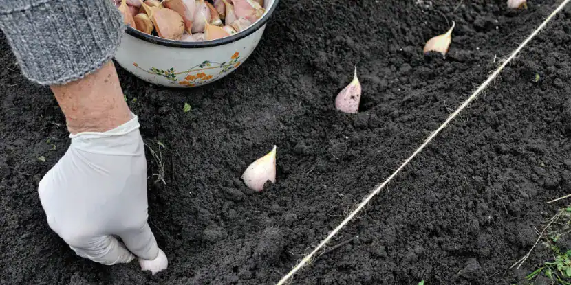 A gardener plants a row of garlic cloves