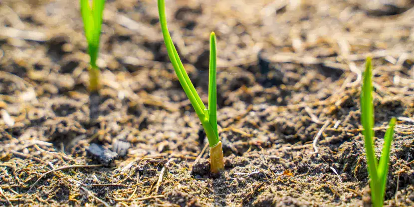 Young garlic plants sprouting in the garden
