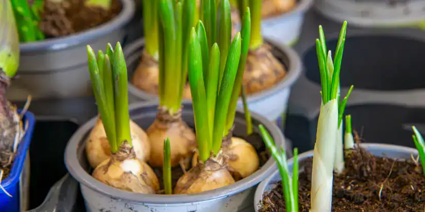 Healthy garlic plants growing in containers