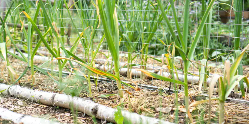 Companion planting with garlic
