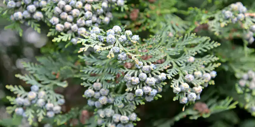 Juniper berries ripening on the plant