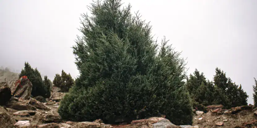 Junipers on a mountain slope