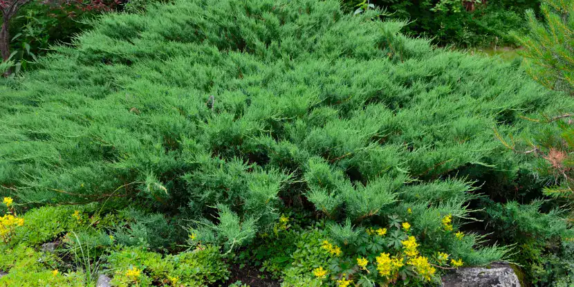 Juniperus sabina plant