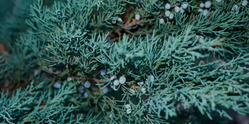 Juniperus scopulorum foliage