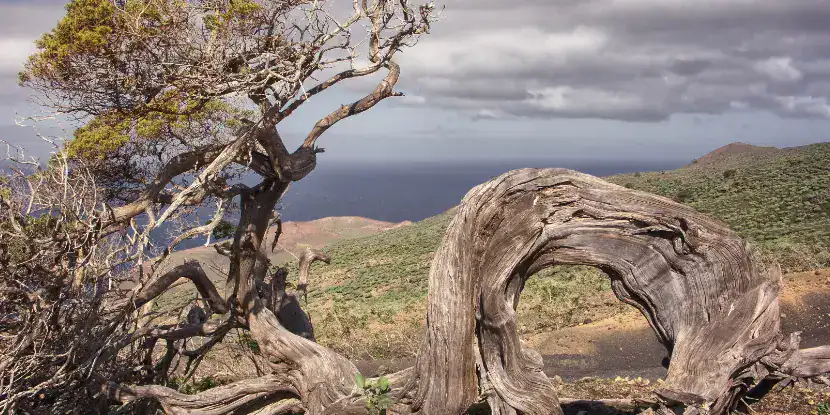A gnarled old juniper tree in Spain