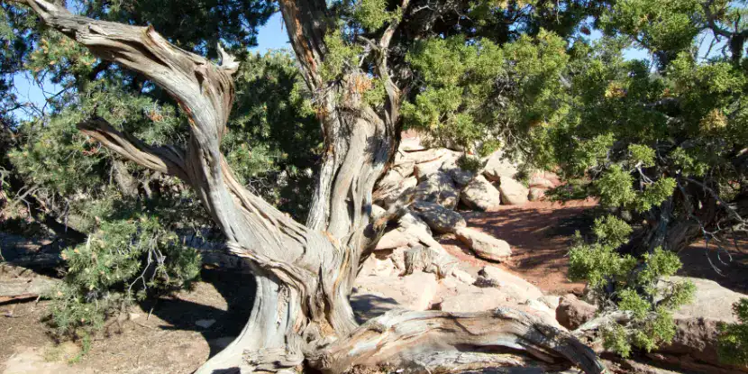 An old juniper in Canyonlands National Park